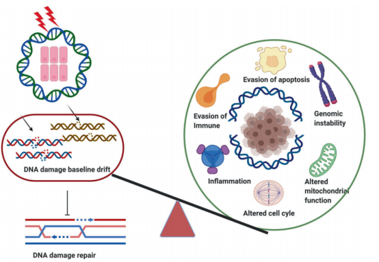 DNA损伤修复应用于靶向治疗发展历史，机制途径和临床转化的汇总