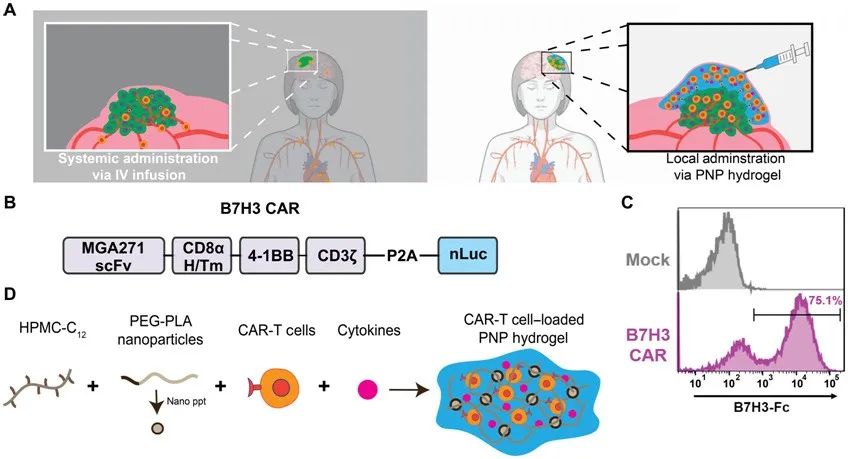 Science子刊：利用水凝胶递送CAR-T细胞可改善对实体瘤的治疗