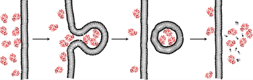 生物分子如何穿过细胞膜？
