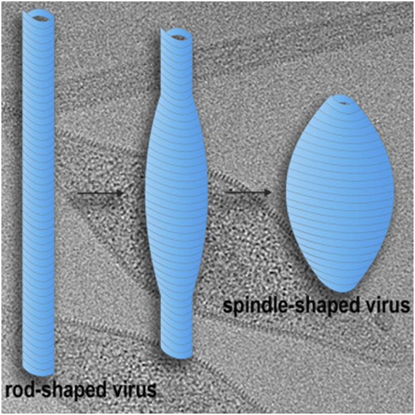 Cell：揭示纺锤状病毒SMV1的非凡变形机制，有望用来递送药物和疫苗