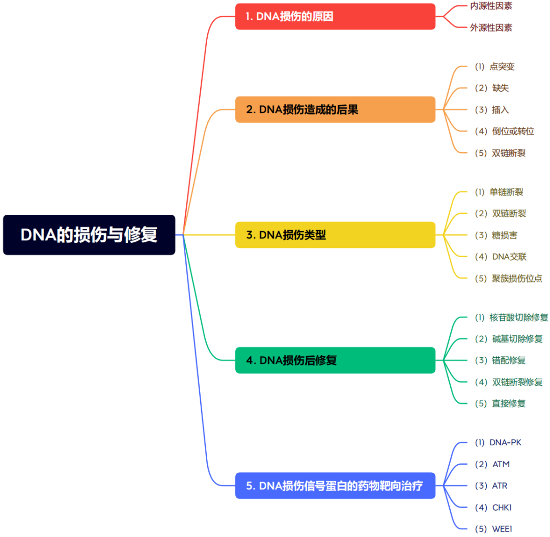 DNA损伤修复应用于靶向治疗发展历史，机制途径和临床转化的汇总