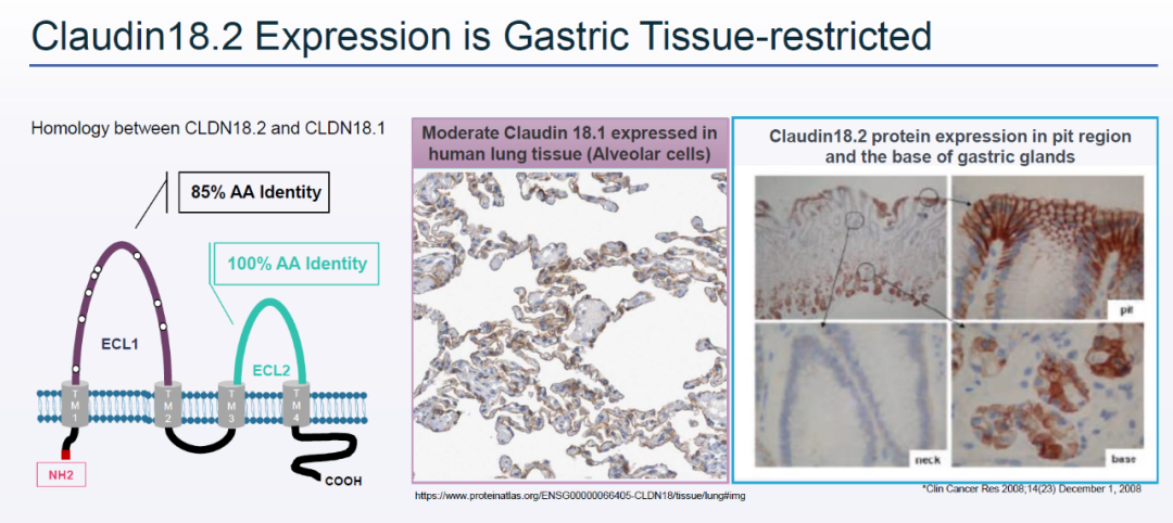 Claudins靶点梳理