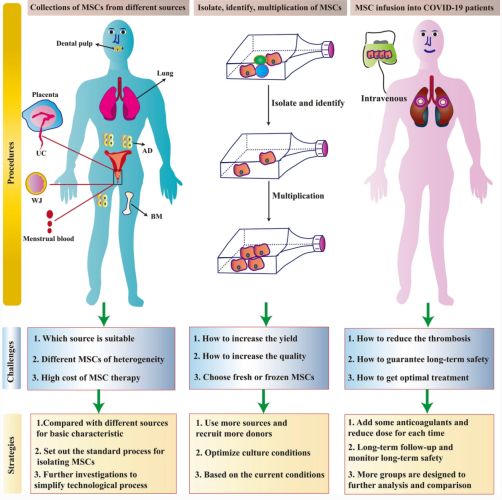 万字综述：翻阅了3年里2420篇研究报道，看看干细胞疗法能不能治疗新冠？