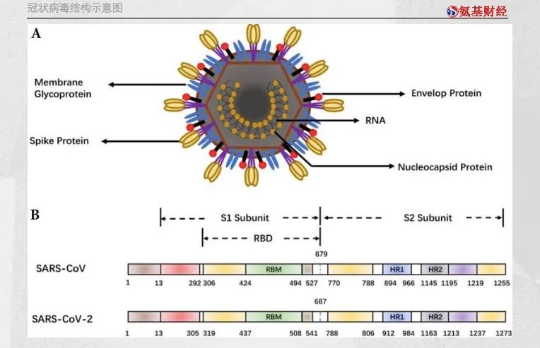 接近团灭：新冠中和抗体的今天，抗疫概念股的明天