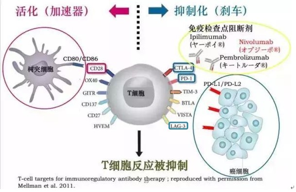 当LAG-3遇上PD-1：双免疫检查点治疗“牛刀小试”，显著延长黑色素瘤患者PFS