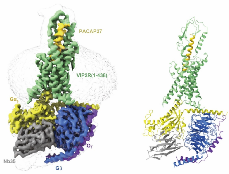 自然·通讯 | 人源血管活性肠肽受体2复合物三维结构成功解析
