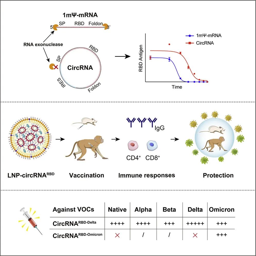 登上Cell：魏文胜团队开发环状RNA疫苗，对德尔塔和奥密克戎有效