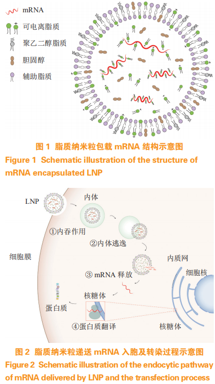 前景广阔：陆伟教授谈应用于mRNA疫苗的非病毒载体递送系统