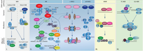 DNA损伤修复应用于靶向治疗发展历史，机制途径和临床转化的汇总