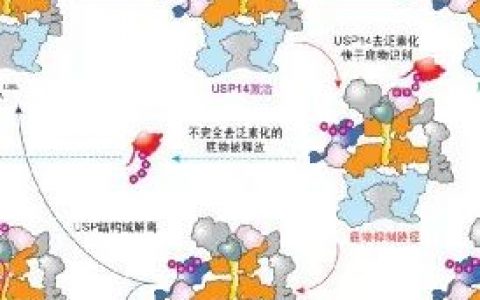 人工智能助力时间分辨冷冻电镜发现重大药物靶点动力学调控机制——《自然》报道北京大学毛有东团队突破性研究成果