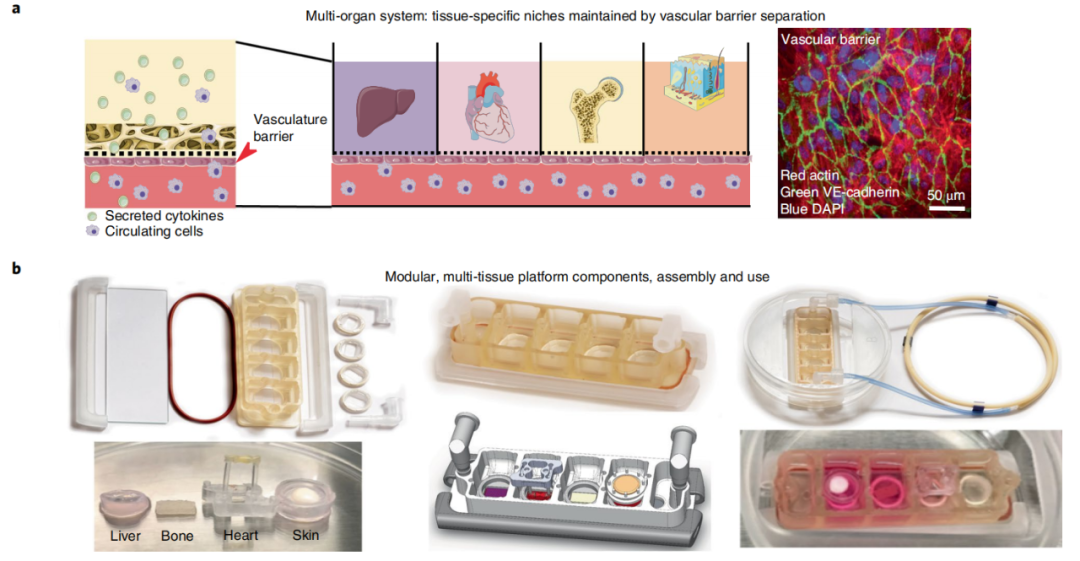 首个由人体组织制成的多器官芯片，可为患者定制，改善癌症等疾病治疗