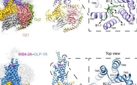 【首发】PNAS | 王明伟/杨德华团队揭示GLP-1受体小分子激动剂拟肽效应的的分子机制