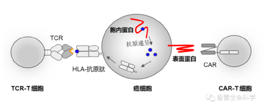 面对CAR-T都束手无策的实体瘤，TCR-T表示毫无压力，中国多家企业已积极布局……