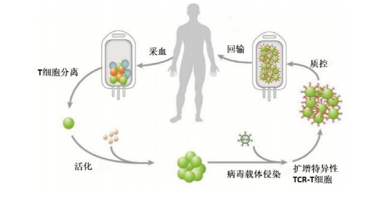 面对CAR-T都束手无策的实体瘤，TCR-T表示毫无压力，中国多家企业已积极布局……