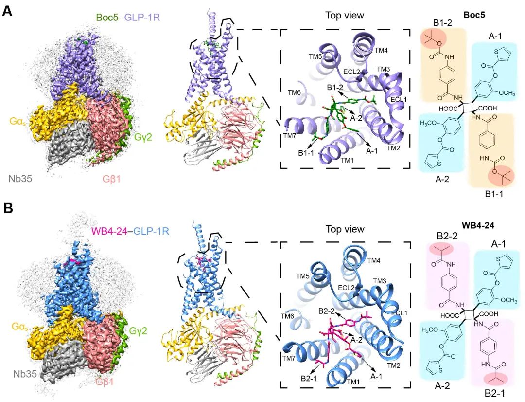 【首发】PNAS | 王明伟/杨德华团队揭示GLP-1受体小分子激动剂拟肽效应的的分子机制