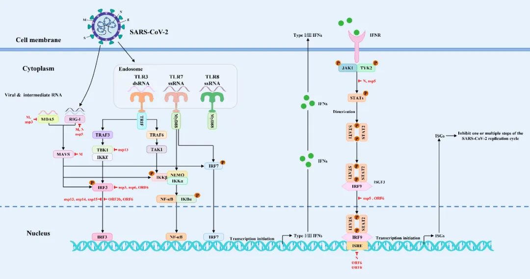 综述：宿主-病毒互作网络可作为新冠及IVA抗病毒药物新靶点