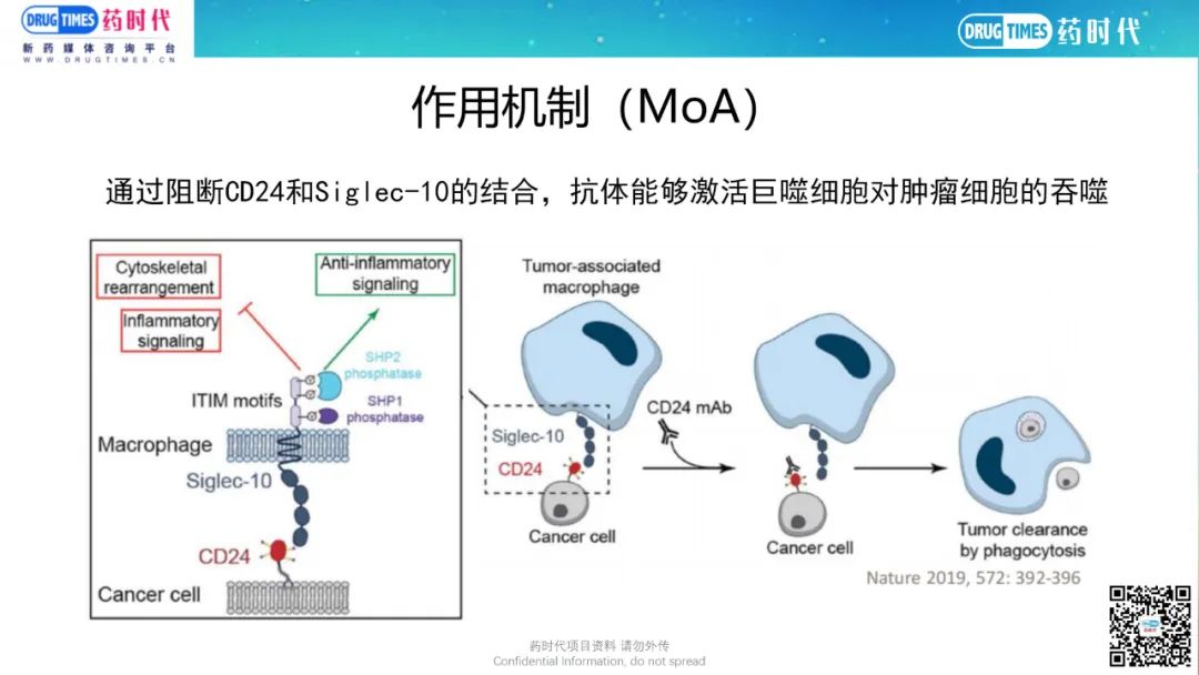 药时代BD-012项目 | 高亲和力、高效能CD24靶向单克隆抗体