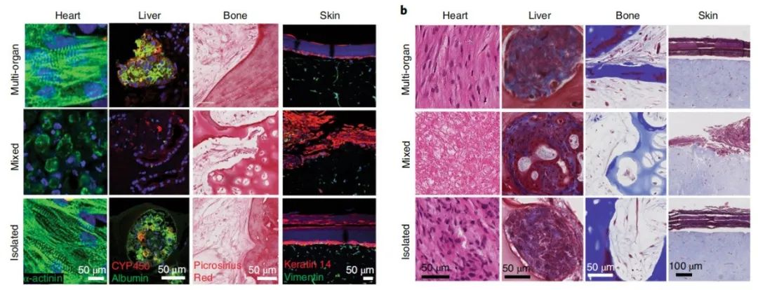首个由人体组织制成的多器官芯片，可为患者定制，改善癌症等疾病治疗