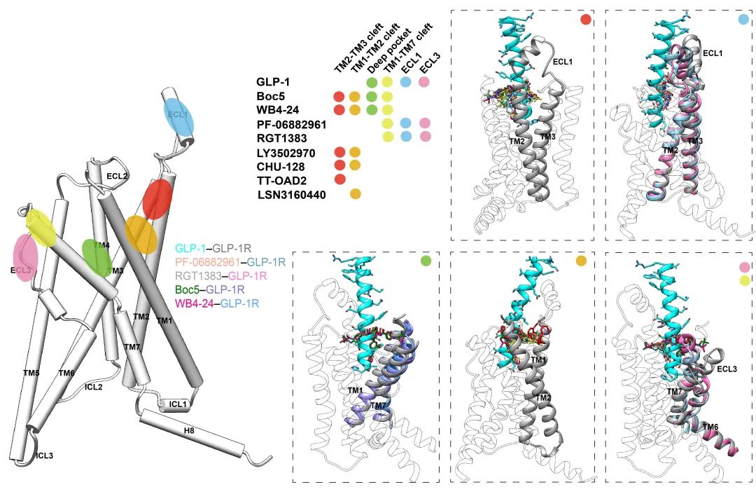 【首发】PNAS | 王明伟/杨德华团队揭示GLP-1受体小分子激动剂拟肽效应的的分子机制