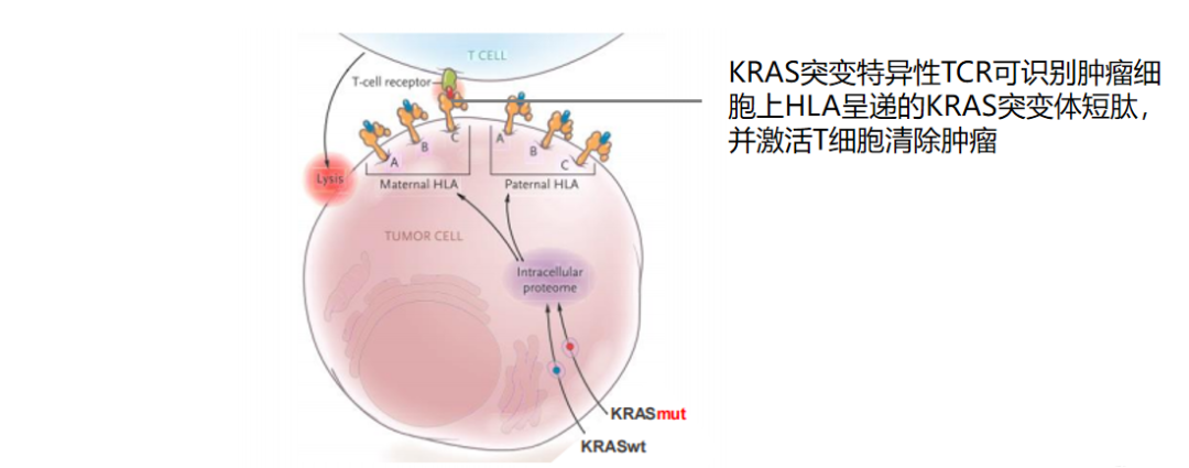 药时代BD-007项目 | 潜在FIC KRas靶向的TCR项目寻求合作，转让国内/全球权益