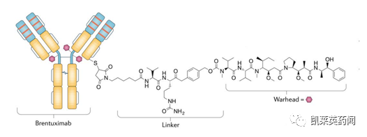 哪款产品将“制霸”ADC领域：已上市ADC药品全球销售额预测排行榜