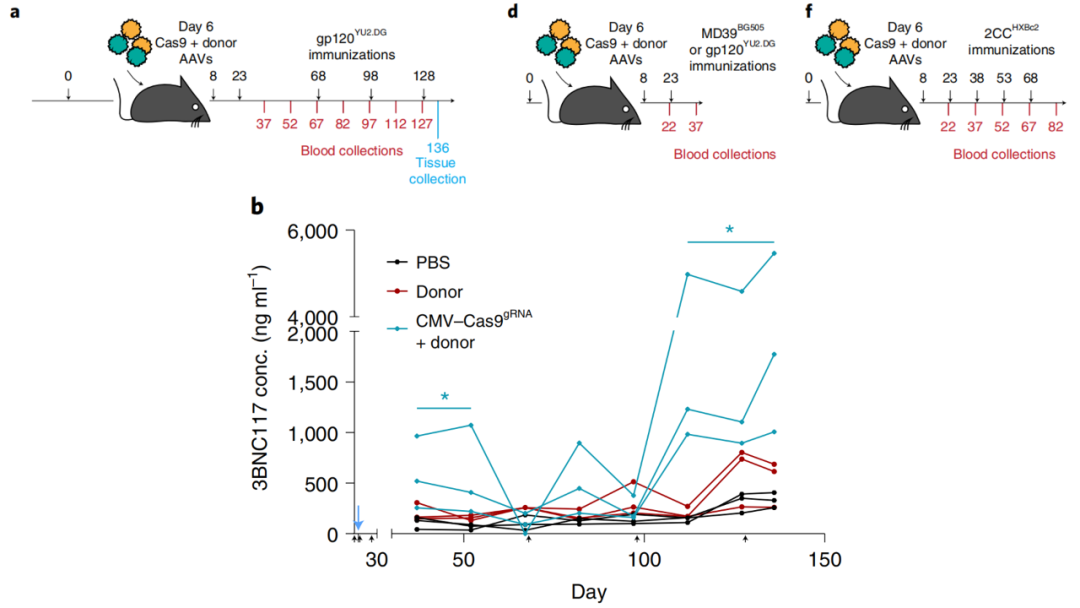 Nature重磅：AAV递送CRISPR，体内改造B细胞，产生广泛中和抗体治疗艾滋病