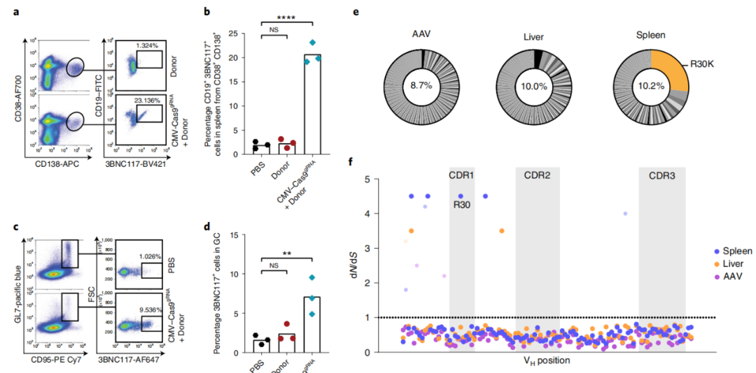 Nature重磅：AAV递送CRISPR，体内改造B细胞，产生广泛中和抗体治疗艾滋病