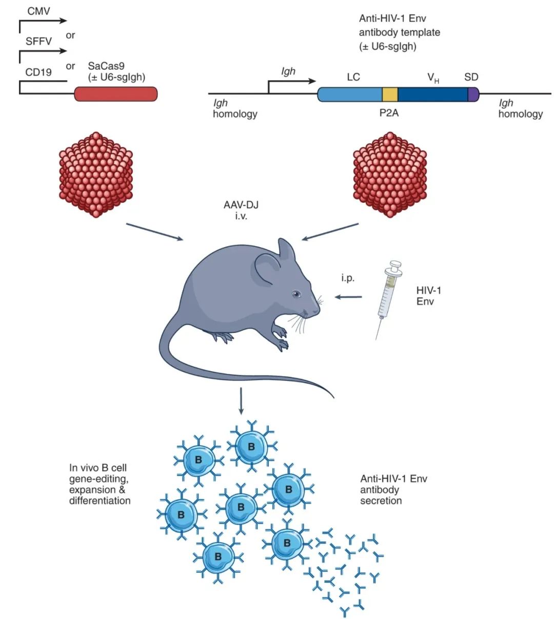 Nature重磅：AAV递送CRISPR，体内改造B细胞，产生广泛中和抗体治疗艾滋病