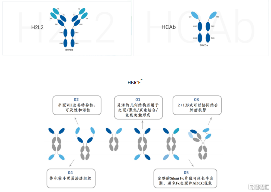 和铂医药(02142.HK)：HBM4003荣登ASCO，Treg清除机制获验证
