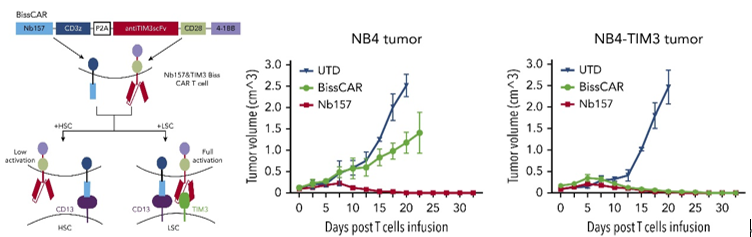 一些有意思的双靶点CAR开发策略