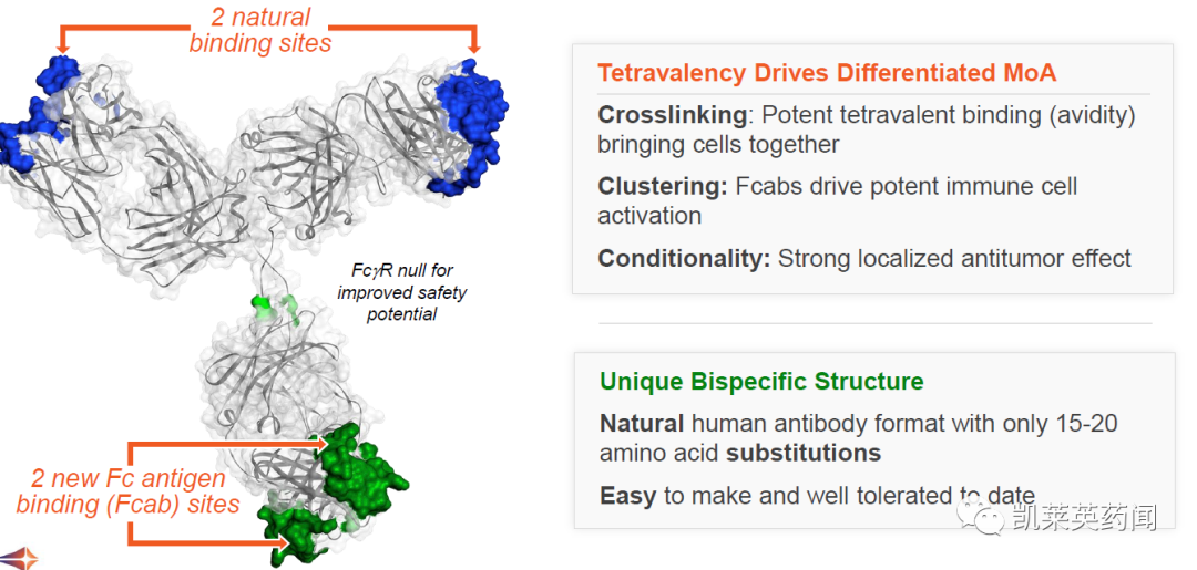 双抗市场即将爆发？武田与F-star 就新型下一代免疫肿瘤双特异性抗体签订许可协议
