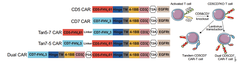 一些有意思的双靶点CAR开发策略