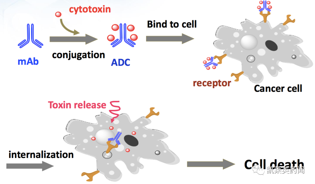有望打破ADC局限？LegoChem基于其新型ADC平台ConjuAll ，与 Glycotope达成一项研究合作和许可协议