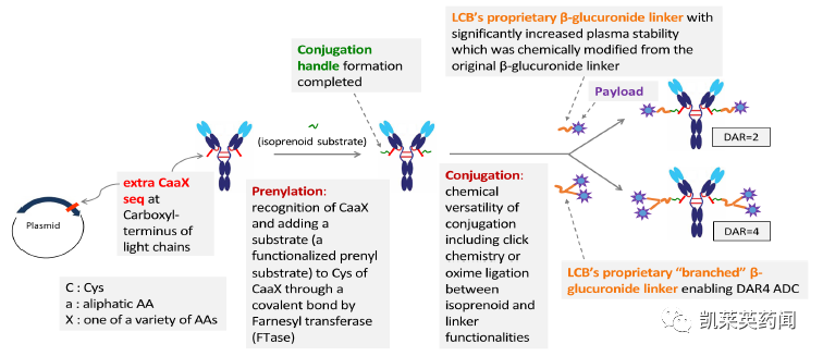 有望打破ADC局限？LegoChem基于其新型ADC平台ConjuAll ，与 Glycotope达成一项研究合作和许可协议