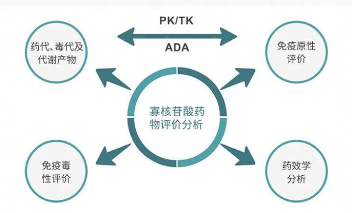 核酸药物“三步走”：如何从研发角度推动药物进程