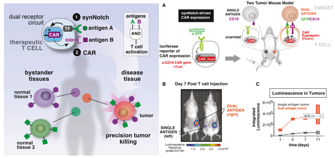 一些有意思的双靶点CAR开发策略