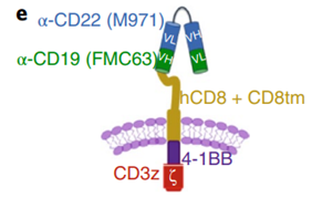 一些有意思的双靶点CAR开发策略