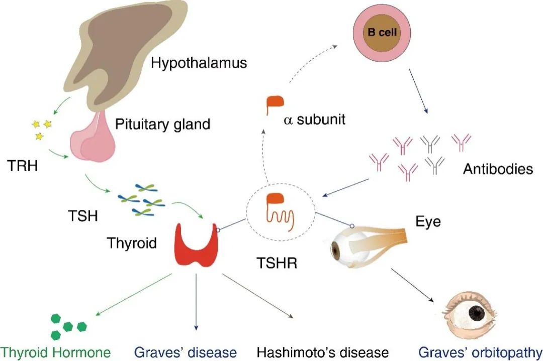 揭秘自身免疫性「甲亢甲减」的分子机制，中国科学家Nature发文！