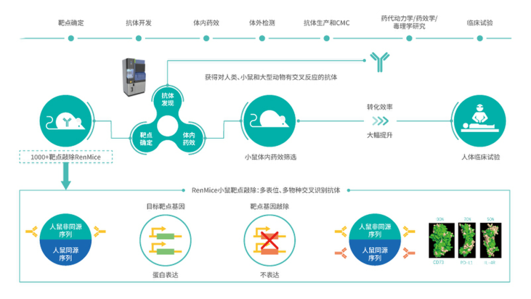 中国需要自己的Flagship，多玛医药能做到吗？——专访多玛医药首席运营官黄蕤博士