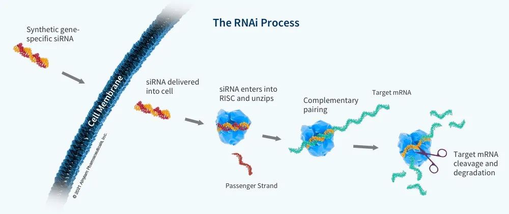 对话RNA靶向新兴企业施能康（SynerK）：从Alnylam公司APOLLO-B的成功看RNAi药物的研发