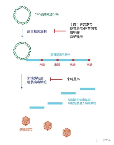 对付“移植巨魔”的大招终于来了！