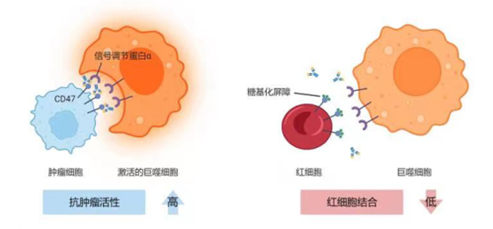 辉瑞CD47项目继续推进，吉利德、艾伯维已相续遭遇失败