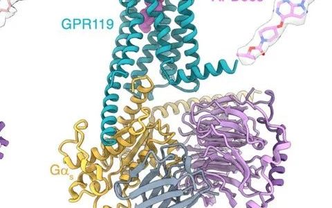 NSMB | 徐华强/谢欣/蒋轶发现孤儿受体GPR119内源性配体的分子机制