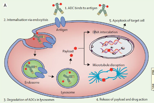浅谈ADC药物的发展势头