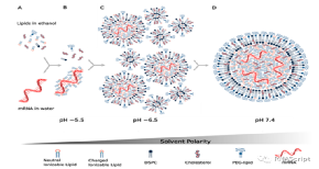 万字长文：从理论到生产，一文读懂mRNA-LNP制剂技术