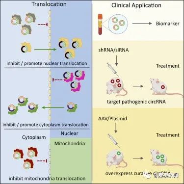 默沙东35亿美元布局环状RNA技术，一起盘点环状RNA的最新研究进展
