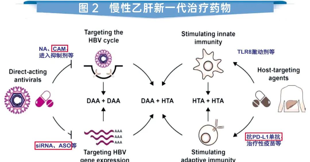 庄辉院士 | 新疾病谱召唤 新药共赴临床“肝”需