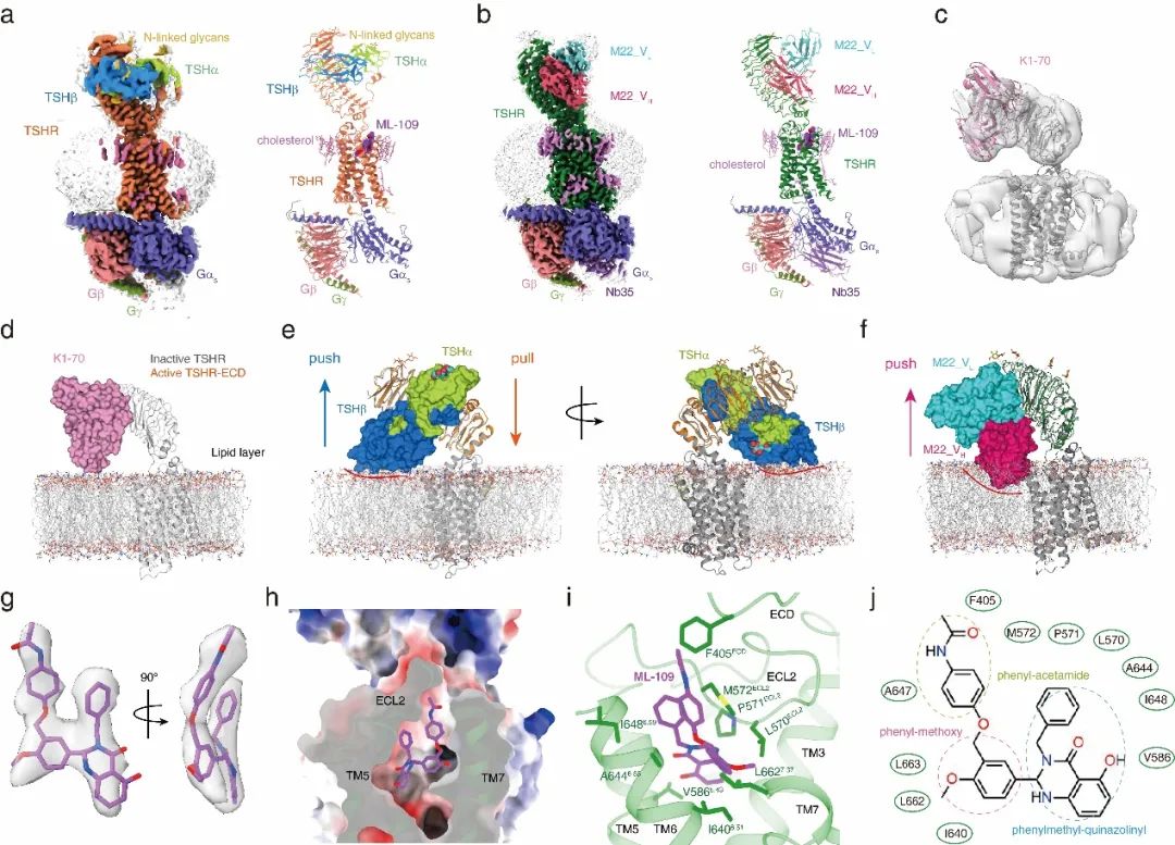 揭秘自身免疫性「甲亢甲减」的分子机制，中国科学家Nature发文！