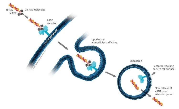 对话RNA靶向新兴企业施能康（SynerK）：从Alnylam公司APOLLO-B的成功看RNAi药物的研发