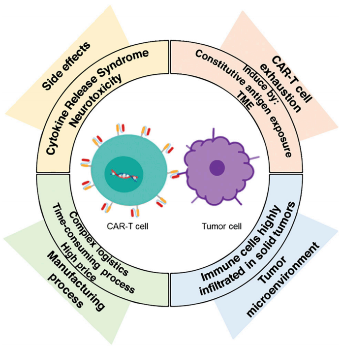 一文带你认清CAR-T、CAR-NK和CAR-M